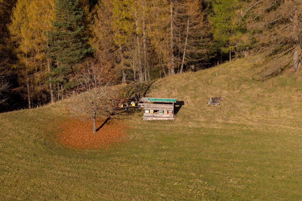 La melata: un dono degli Abeti Bianchi di Cortina
