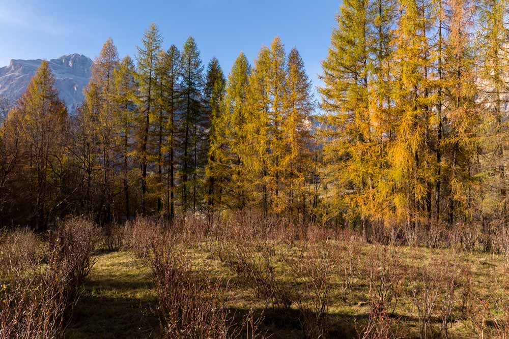 I mirtilli di Alidoro: una sorpresa della natura