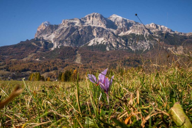 Come nasce lo Zafferano di Alidoro: una storia preziosa