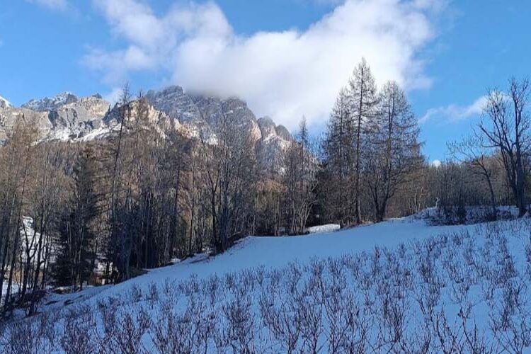 Silvicoltura Cortina SLIM